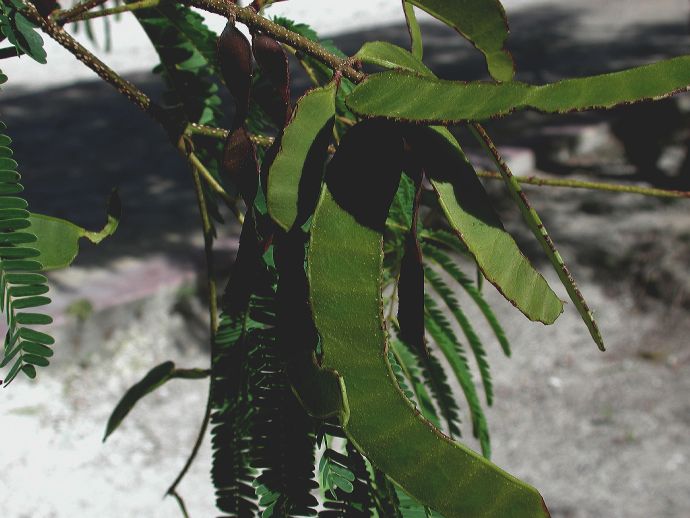 Fabaceae Albizia berteroana