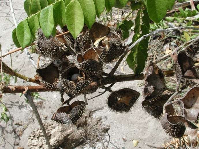 Fabaceae Caesalpinia bounduc