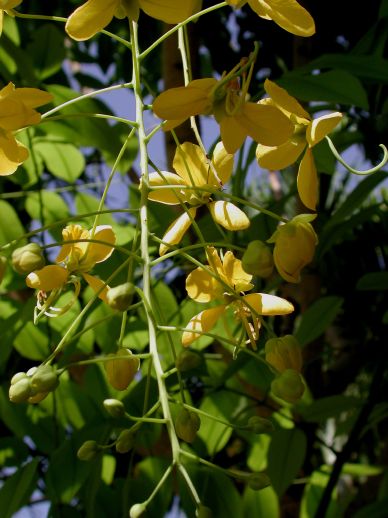 Fabaceae Cassia fistula