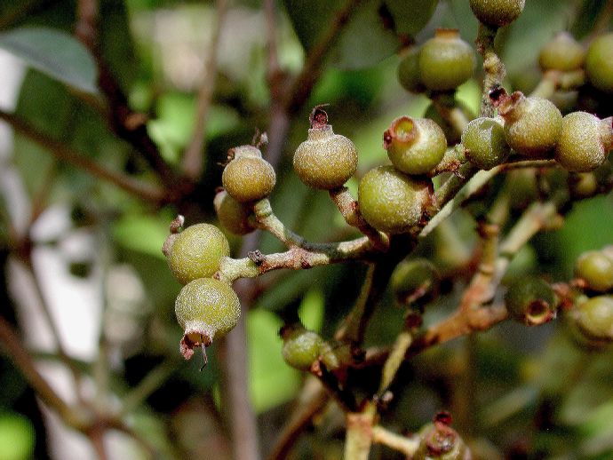 Myrtaceae Calyptranthes pallens