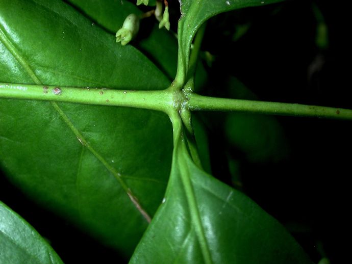 Rubiaceae Chiococca alba