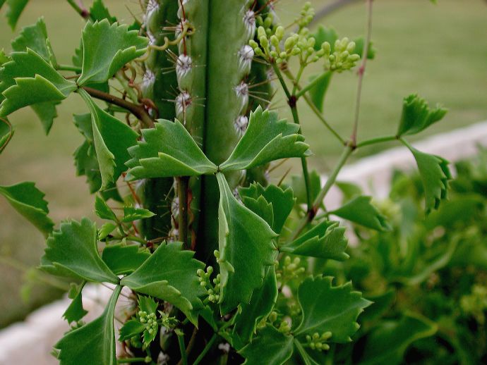 Vitaceae Cissus trifoliata