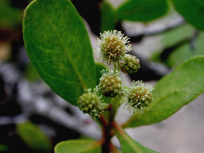 Combretaceae Conocarpus erectus