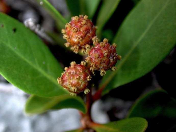 Combretaceae Conocarpus erectus