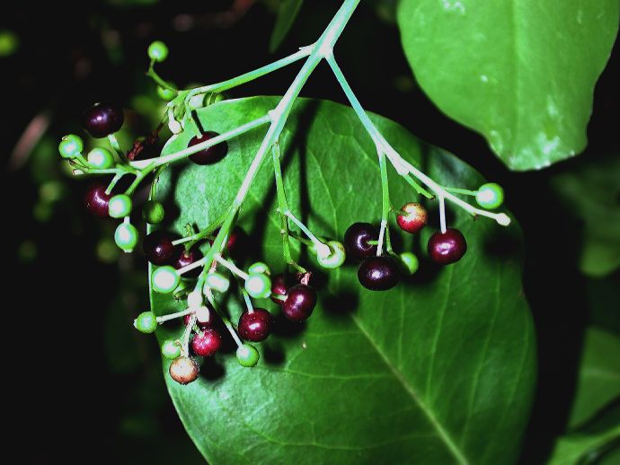 Rubiaceae Erithalis fruticosa