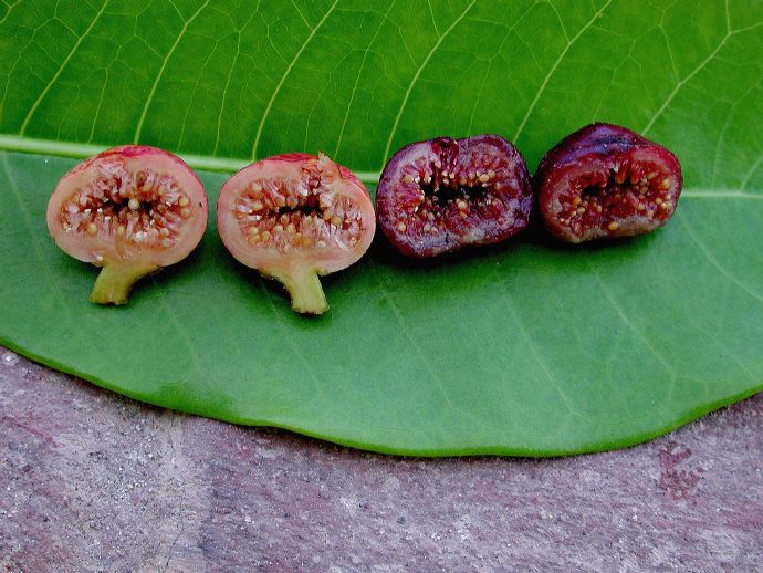 Moraceae Ficus trigonata