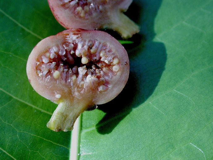 Moraceae Ficus trigonata