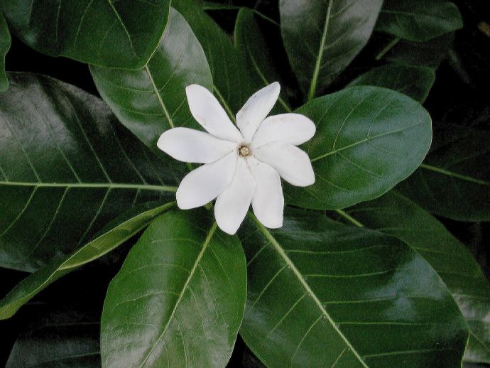 Rubiaceae Gardenia 