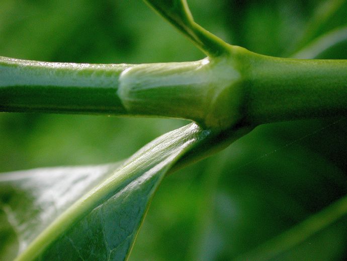 Rubiaceae Gardenia 