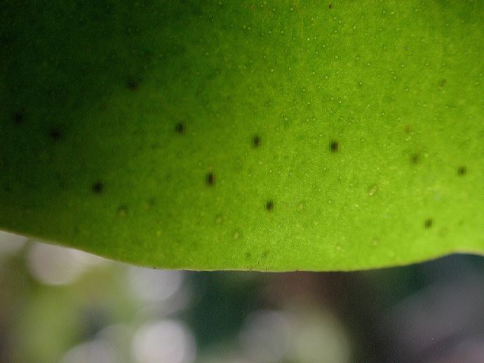 Combretaceae Laguncularia racemosa