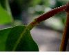 image of Laguncularia racemosa