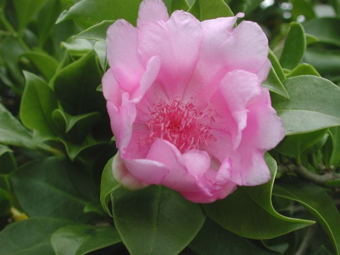 Cactaceae Pereskia quisqueyana