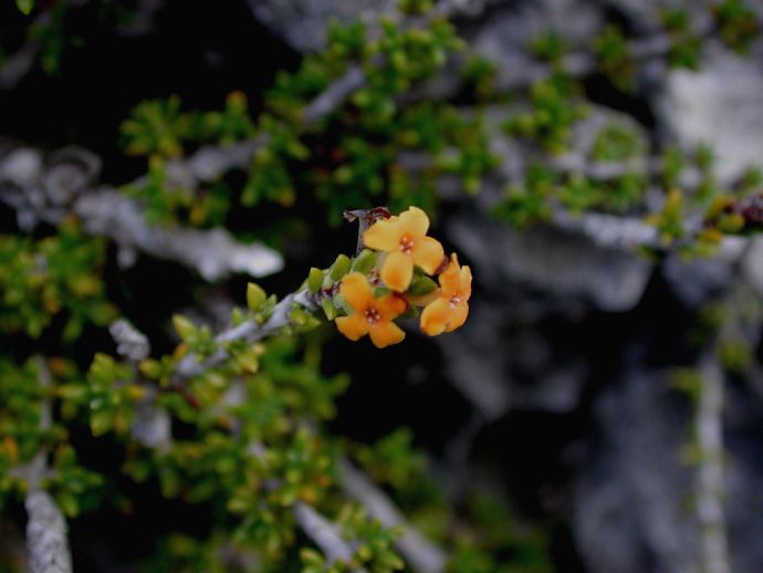 Rubiaceae Rachicallis americana