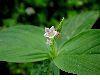 image of Spigelia anthelmia