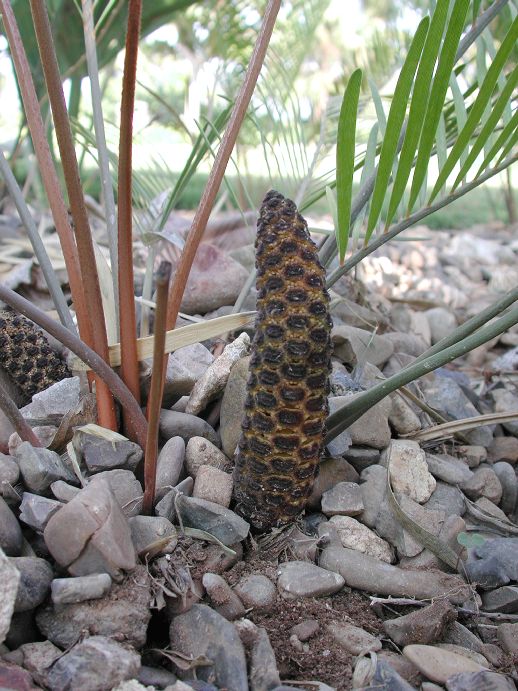 Zamiaceae Zamia pumila