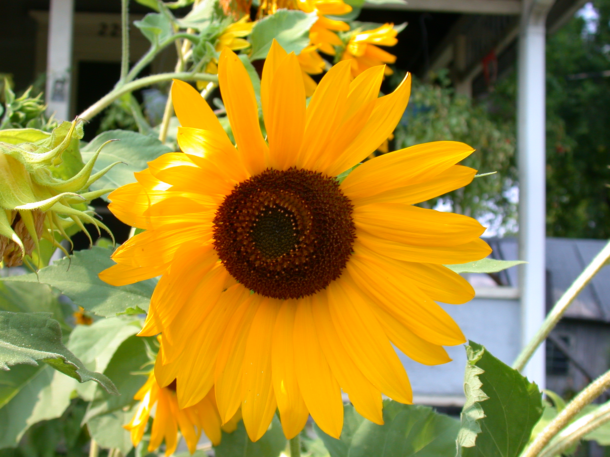 Asteraceae Helianthus annuus