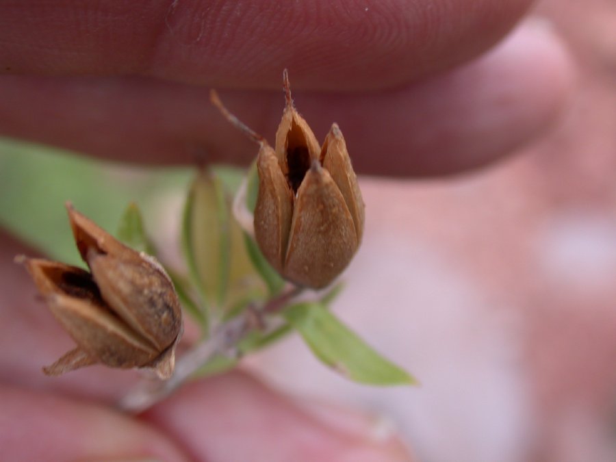 Hydrangeaceae Fendlera 