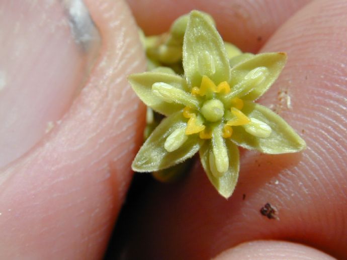 Lauraceae Persea americana