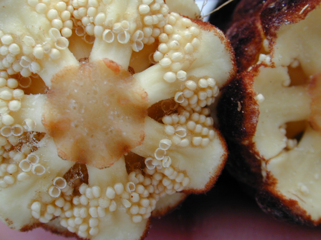 Zamiaceae Zamia pumila