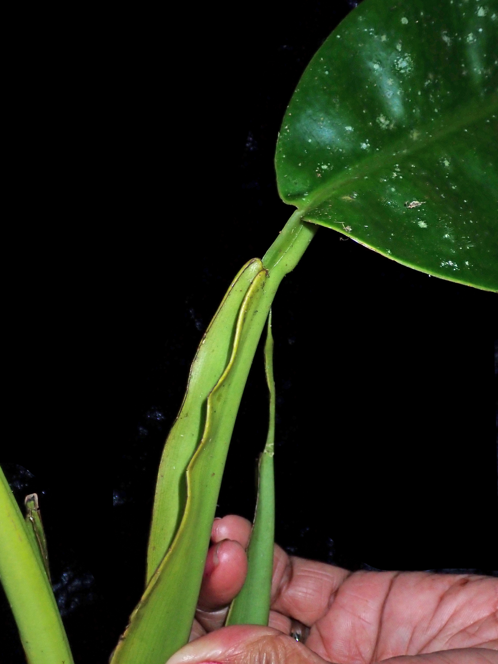 Rhaphidophora Maingayi main image 1