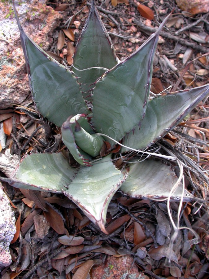 Asparagaceae Agave chrysantha