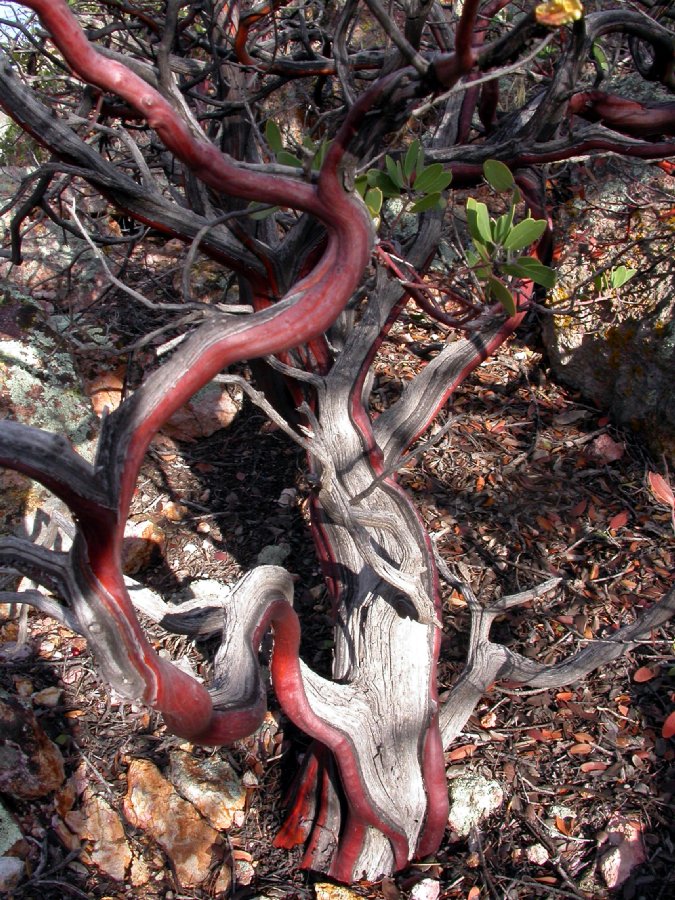 Ericaceae Arctostaphylos pungens