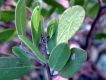 image of Arctostaphylos pungens