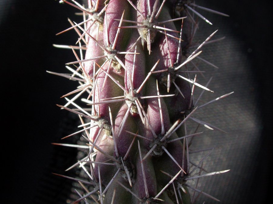 Cactaceae Opuntia spinosior