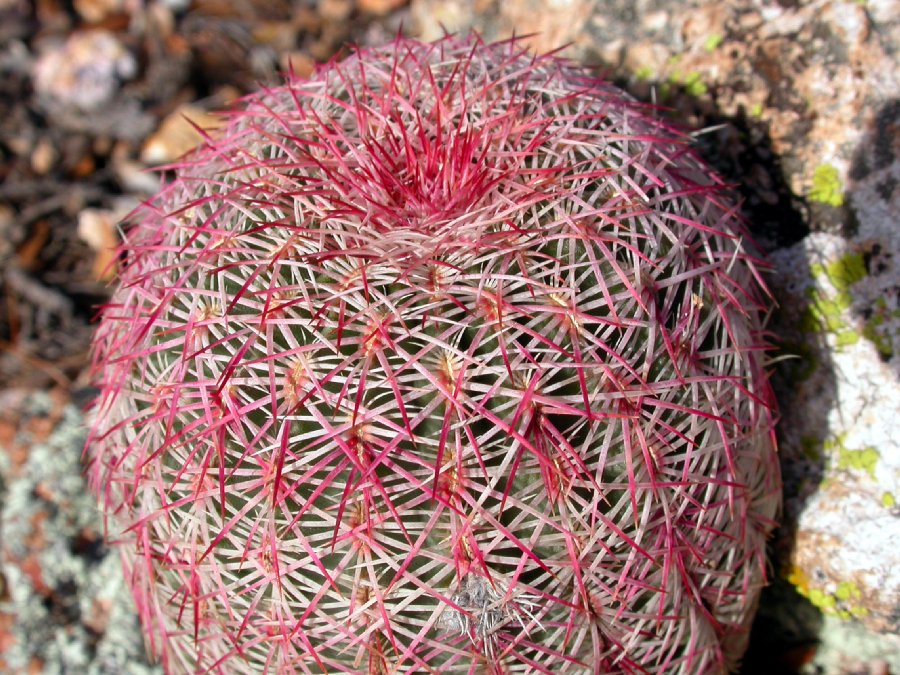 Cactaceae Echinocereus pectinatus