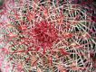 image of Echinocereus pectinatus