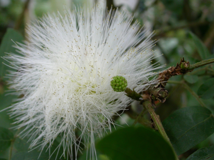 Fabaceae Calliandra haematocephala