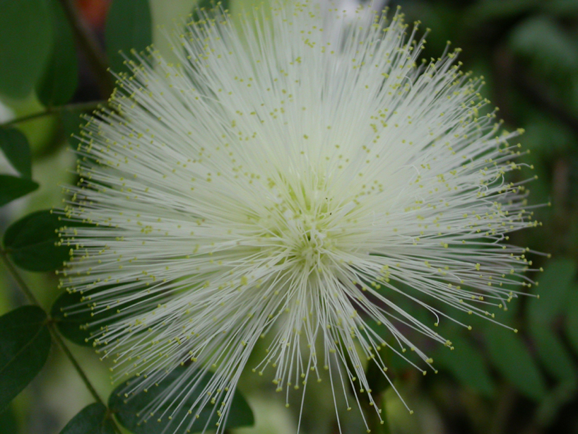 Fabaceae Calliandra haematocephala