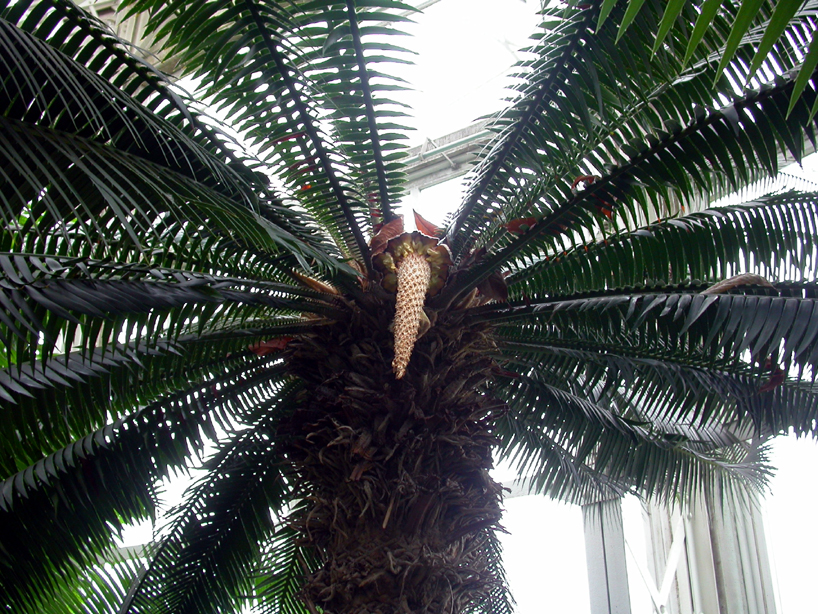 Zamiaceae Dioon spinulosum