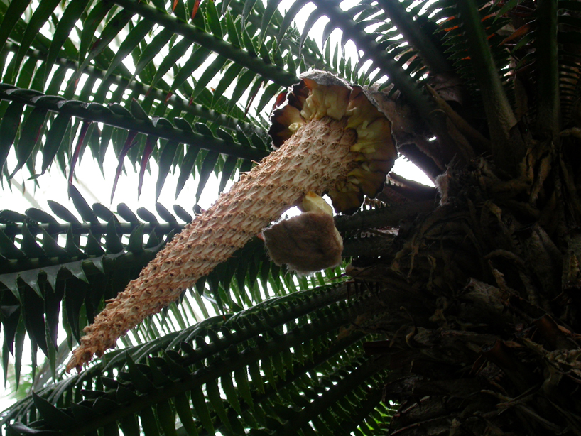 Zamiaceae Dioon spinulosum