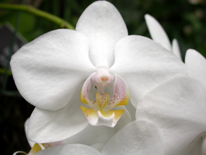 Orchidaceae Phalaenopsis 