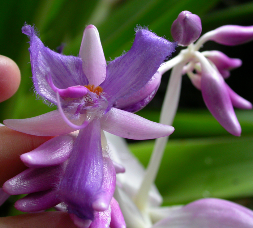 Commelinaceae Cochliostema odoratissimum