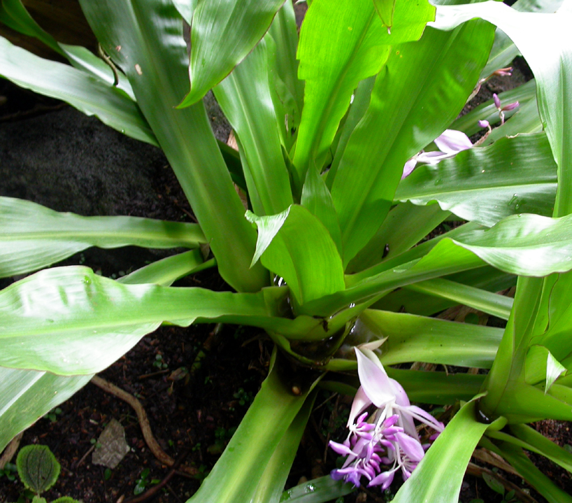 Commelinaceae Cochliostema odoratissimum