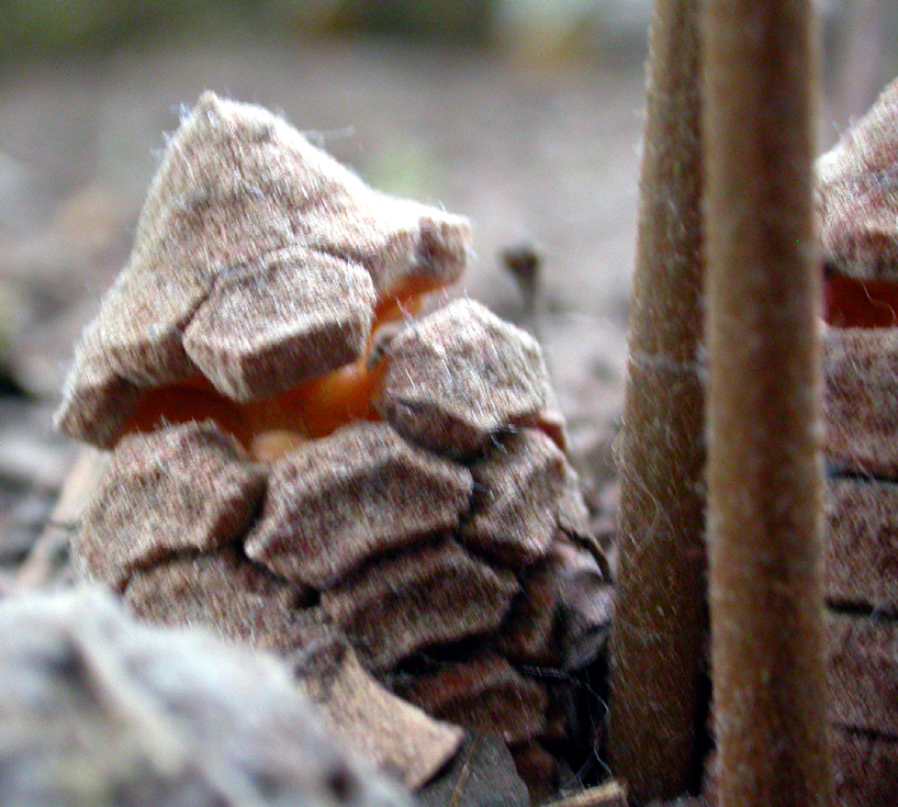 Zamiaceae Zamia vazquezii