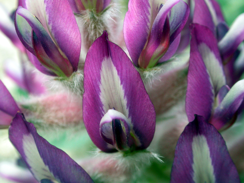 Fabaceae Astragalus 