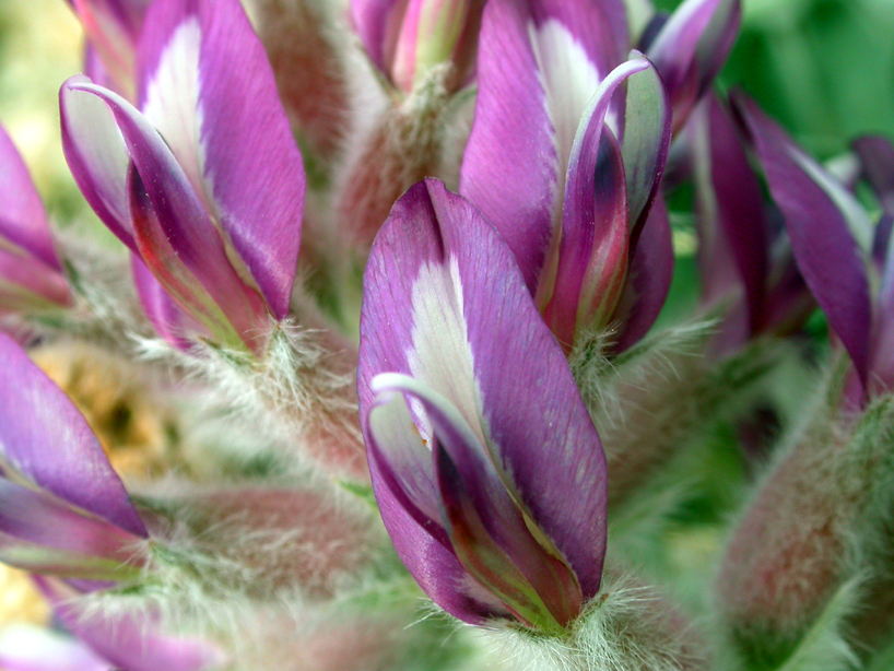 Fabaceae Astragalus 