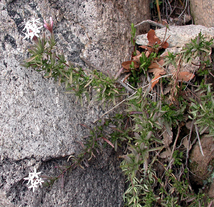 Asteraceae Carphochaete bigelovii