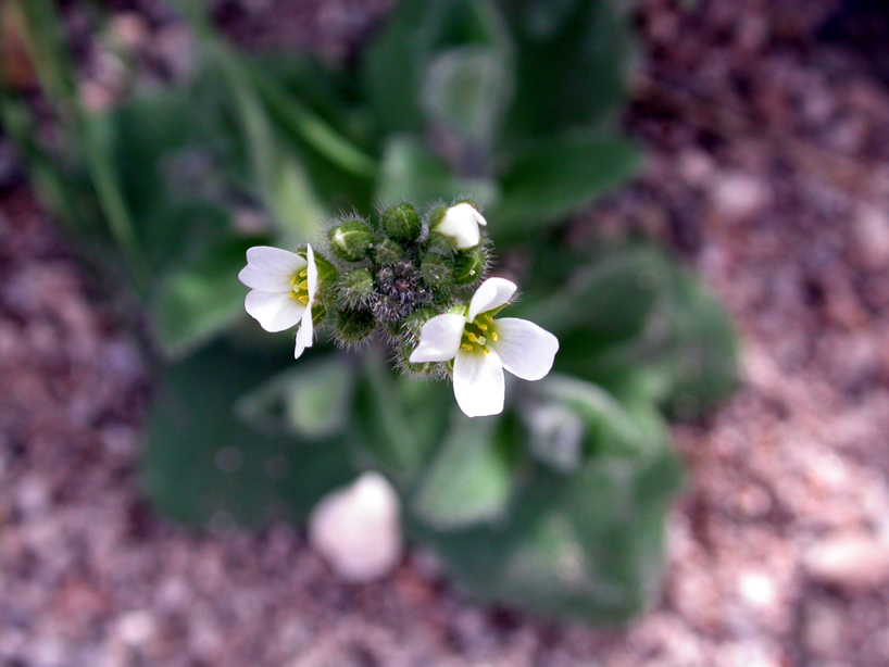 Brassicaceae Draba 