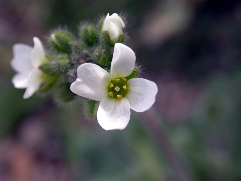 Brassicaceae Draba 