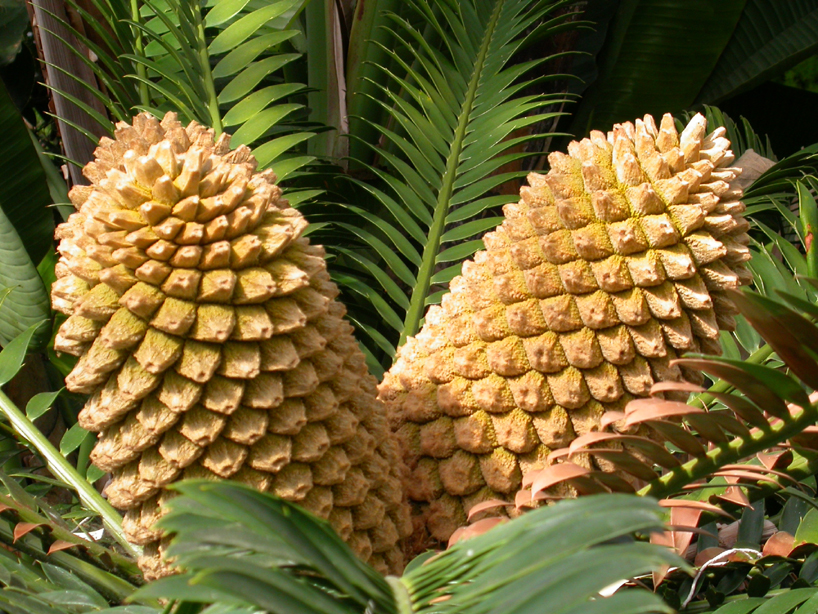 Zamiaceae Encephalartos longifolius