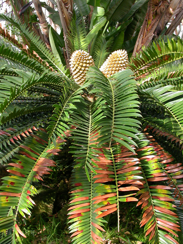 Zamiaceae Encephalartos longifolius