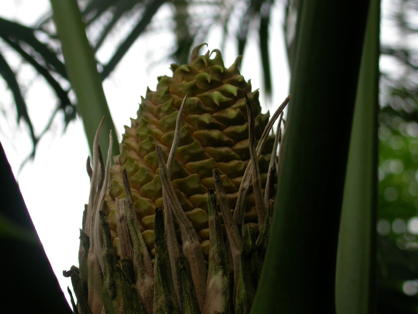 Zamiaceae Lepidozamia hopei