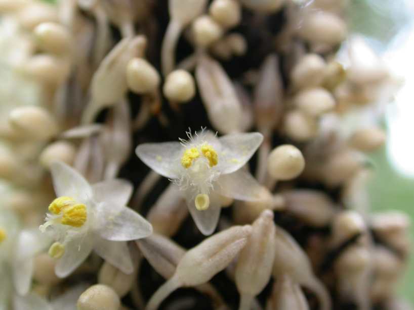Commelinaceae Palisota mannii