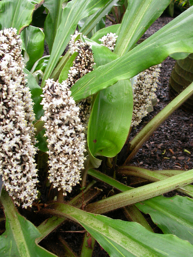Commelinaceae Palisota mannii