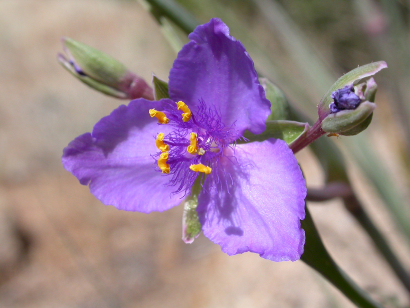 Commelinaceae Commelina 
