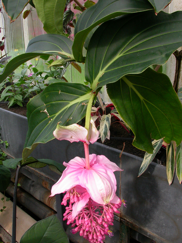 Melastomataceae Medinilla magnifica